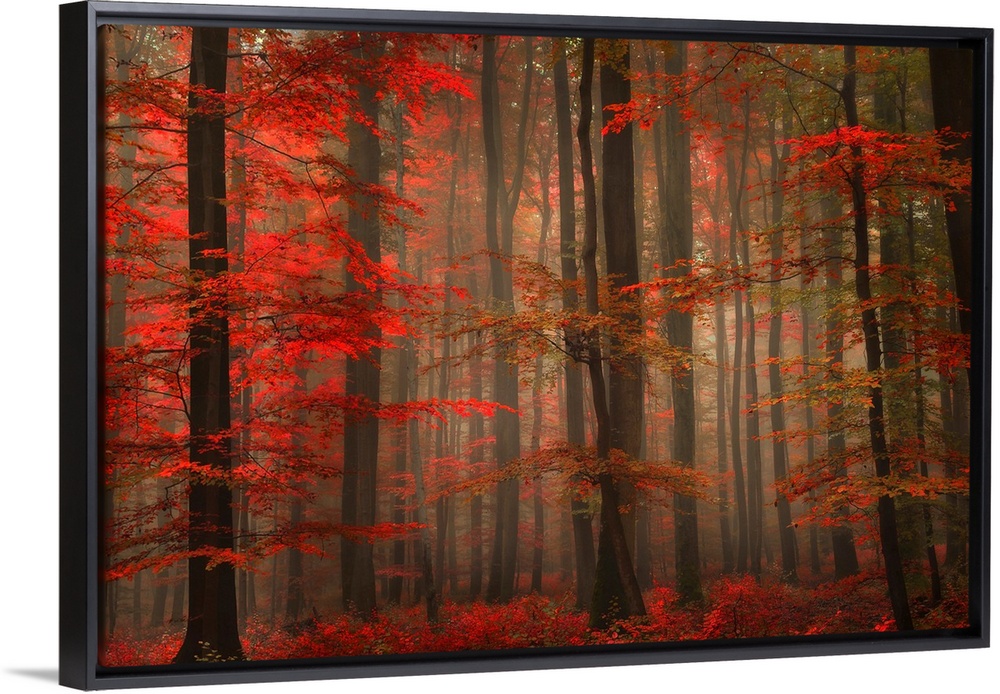 A landscape photograph of a forest full of autumn leaves and misty fog.