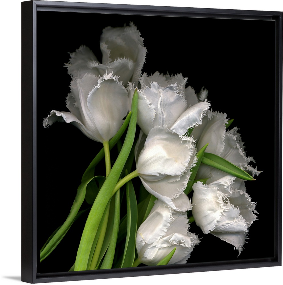 Photograph of white tulips with petals that have fraying edges against a black background.