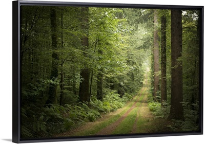 La foret de Carnoet en Bretagne