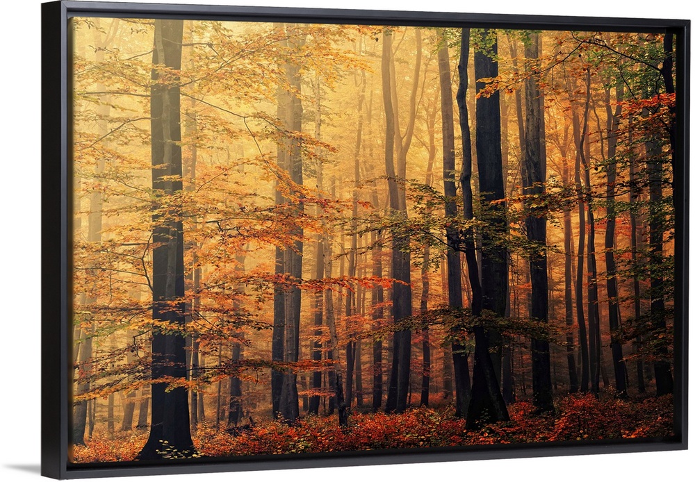 Oversized landscape photograph of a dense forest of trees with autumn colored foliage, beneath a golden sunrise.