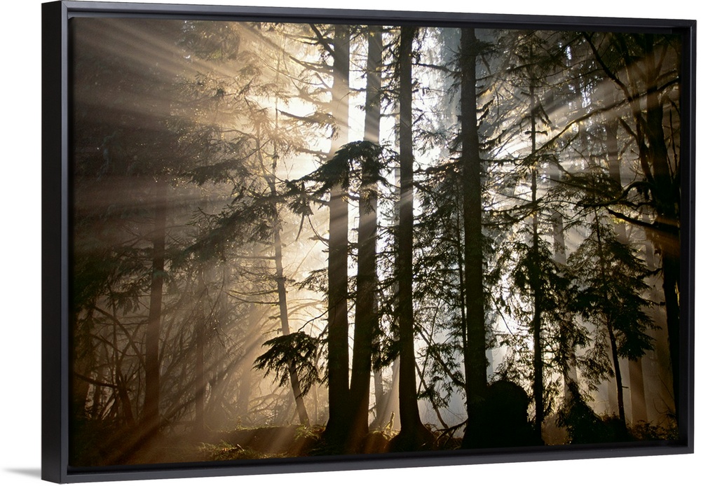 Rays of light radiate out from behind a cluster of trees in the forest at dawn in this photographic wall art of Olympic Na...
