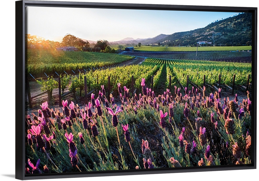 Row of grapevines and pink flowers, Napa Valley, California.