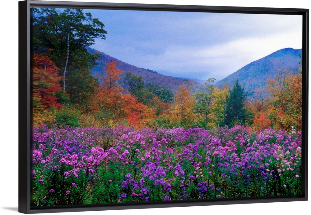 Large landscape photograph of purple flowers and autumn foliage in a meadow at twilight, in Crawford Notch, New Hampshire.