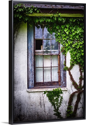 Old Window With Ivy