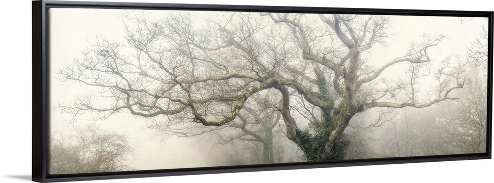Panoramic photograph of the top of a tree with large, thick branches coming out in every direction with fog surrounding it.