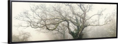 panoramic octopus ghost oak