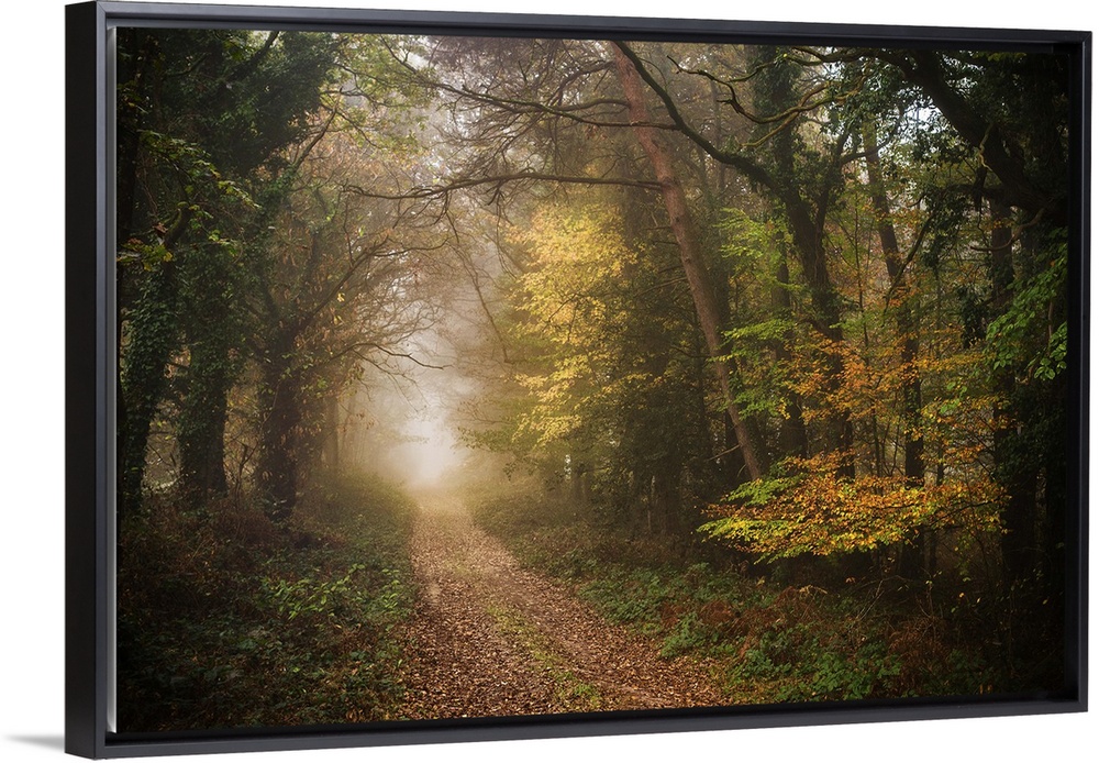 Foggy path in a dense forest in fall colors.