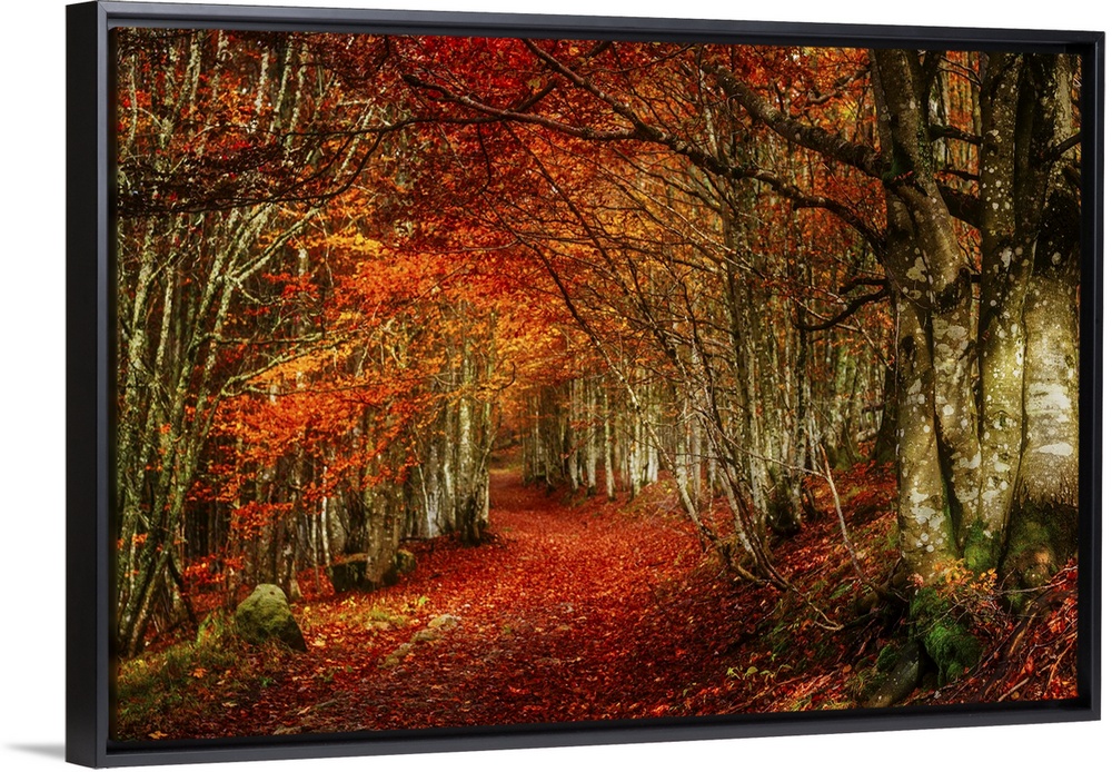 Forest with red and orange fall leaves in the branches and covering the floor, appearing to glow.