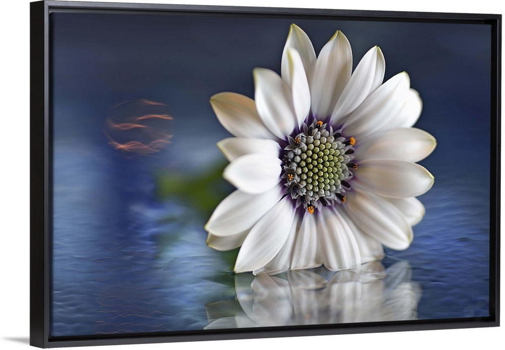 A macro photograph of a white flower sitting in shallow water.