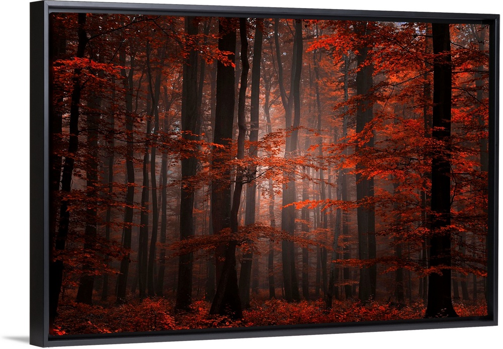 Ethereal landscape photograph of trees in a forest at autumn.