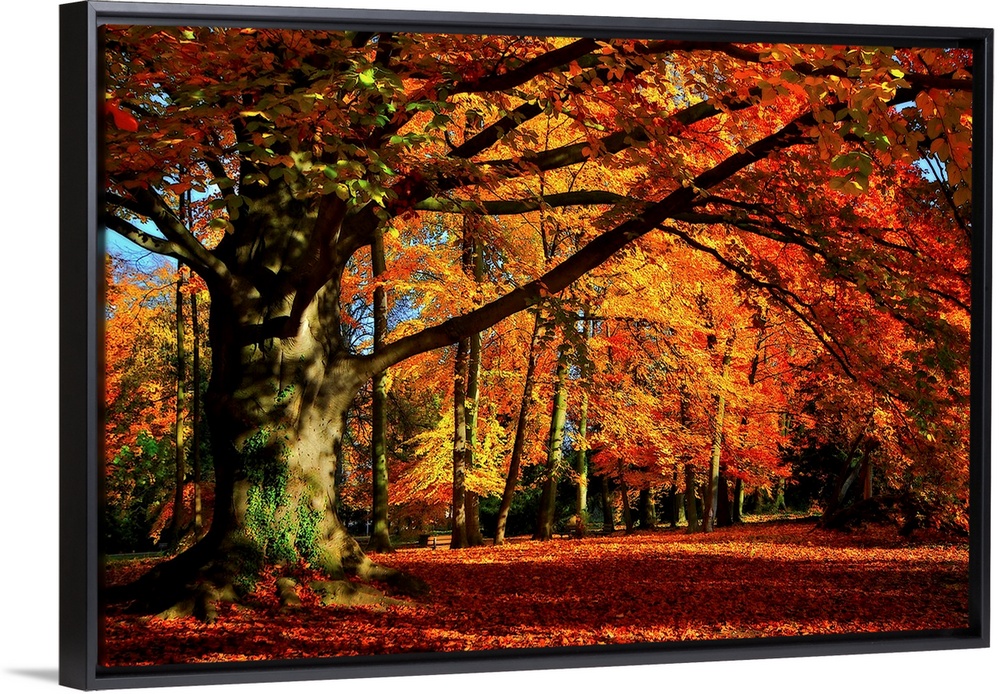 Big photograph that showcases a forest filled with trees going through the color changes of Fall.
