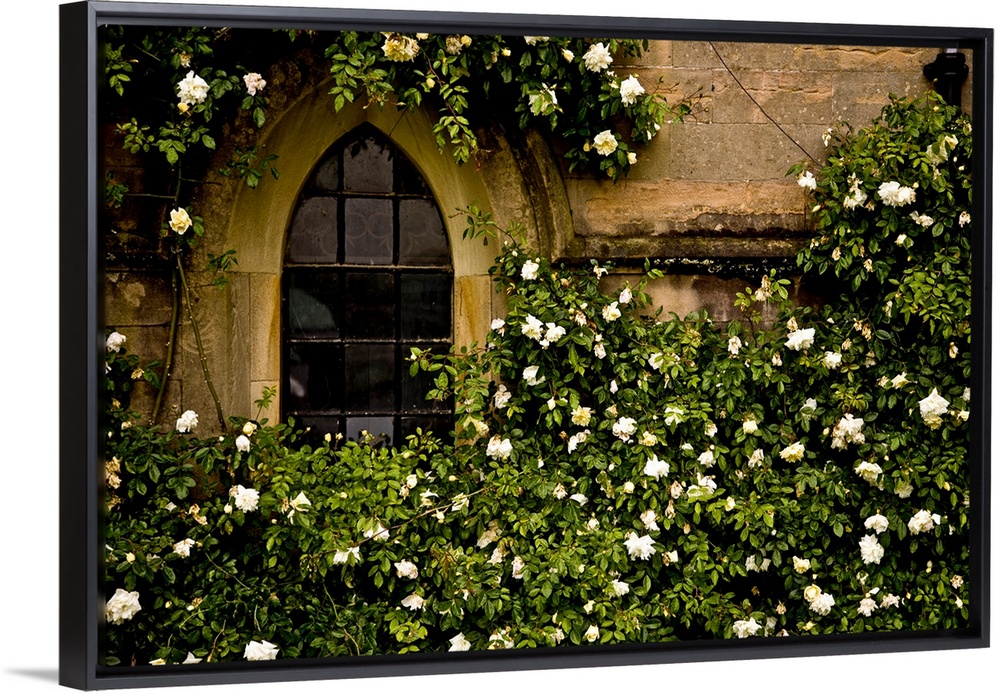 Up-close photograph of overgrown flowering bush surrounding an arched window on a stone building.