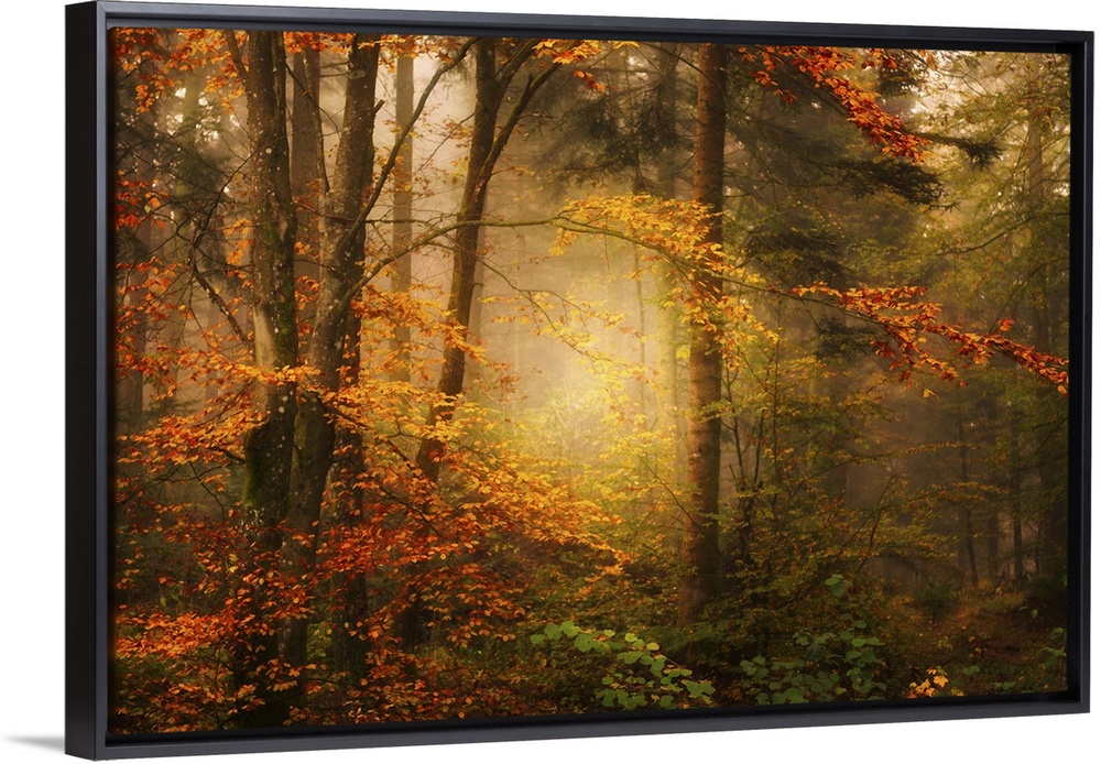 Mist in a forest appearing to glow with golden light, surrounded by orange leaves.