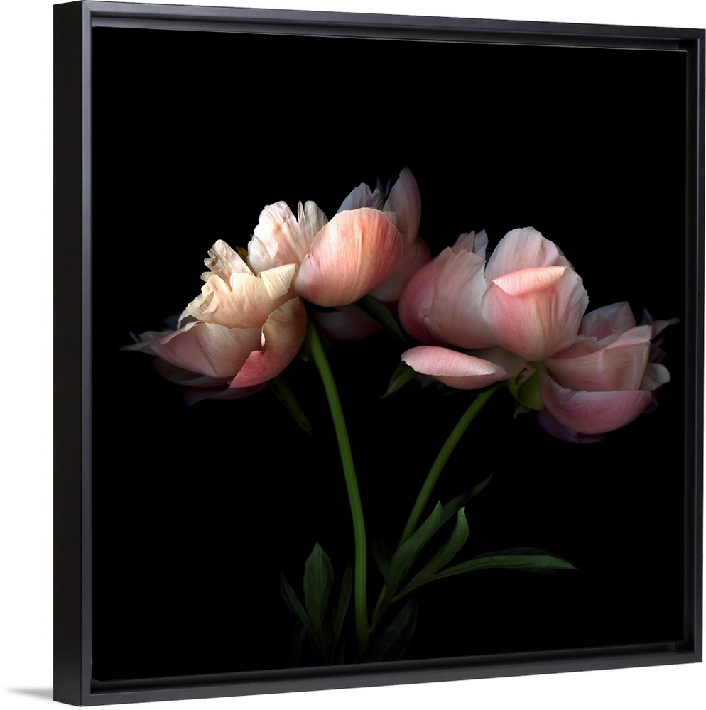 Square photo on canvas of two flowers against a dark background.