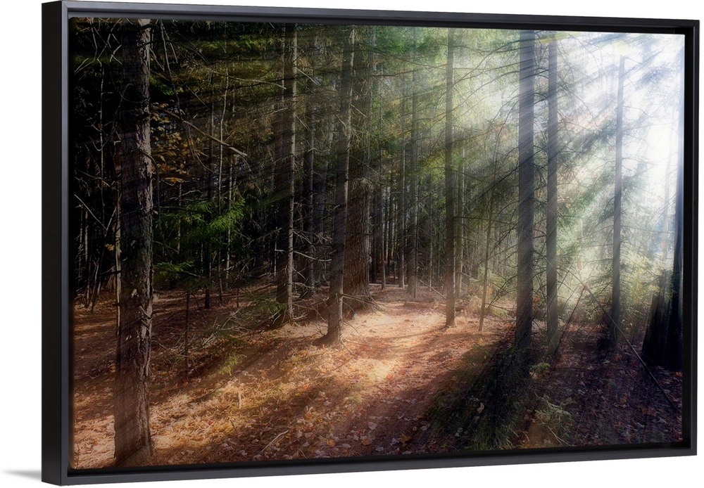 Morning sunlight peering through the trees in a forest, Acadia National Park, Maine.