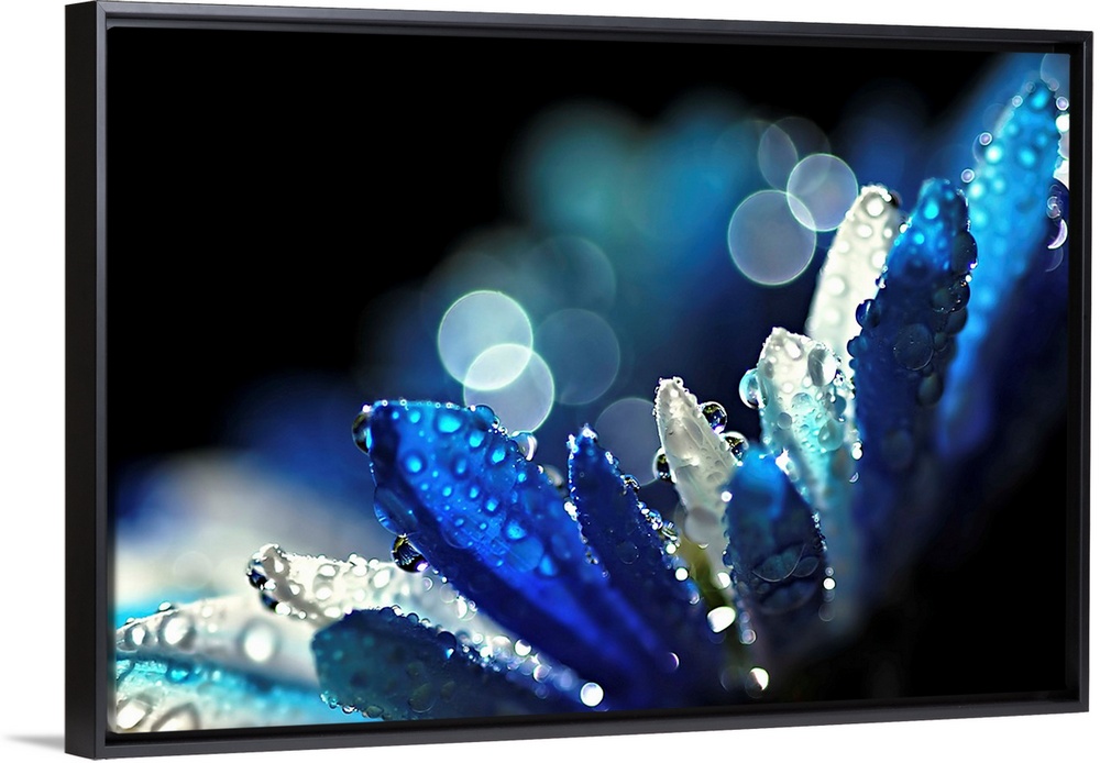 Artistic photograph of a close-up of a wet flower petals.