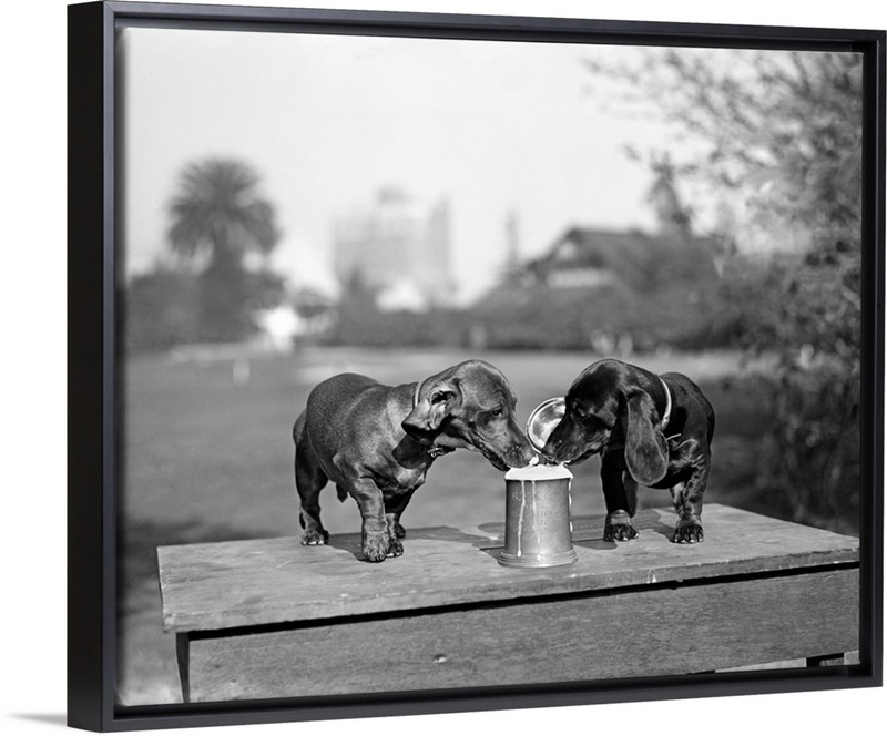 1890s Two Dachshund Puppies Lapping Beer From Stein