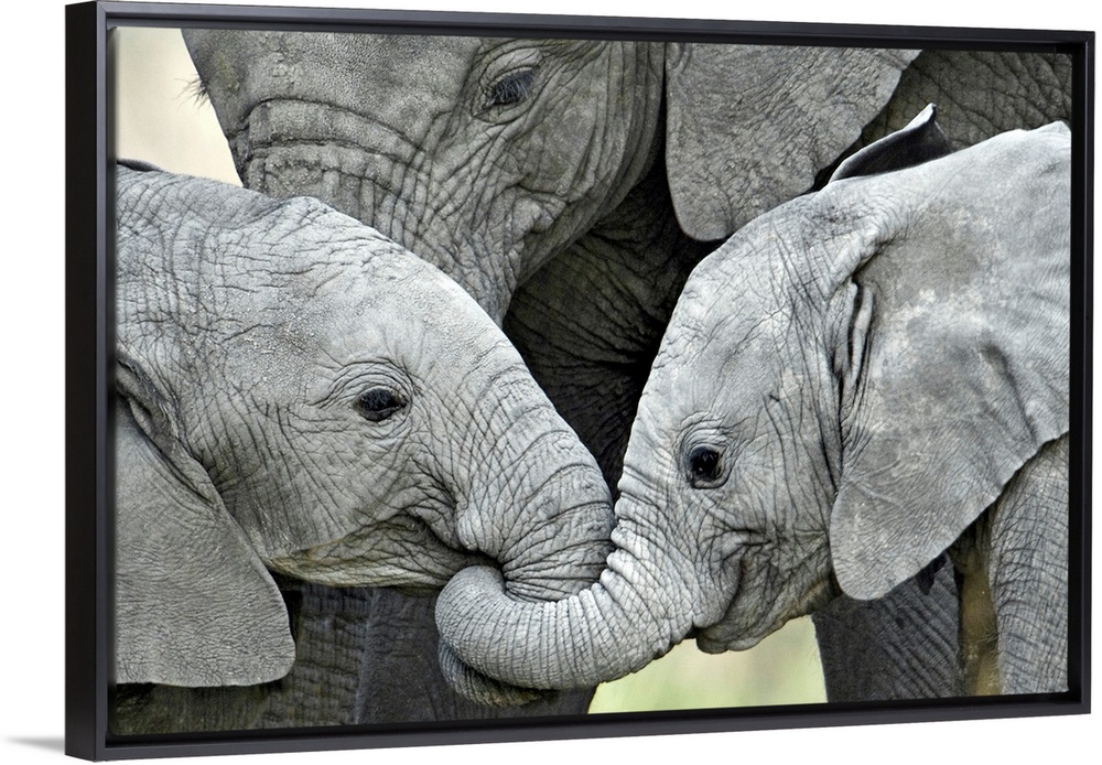 Giant, landscape photograph of two baby elephants facing each other, with their trunks intertwined, their mother stands be...