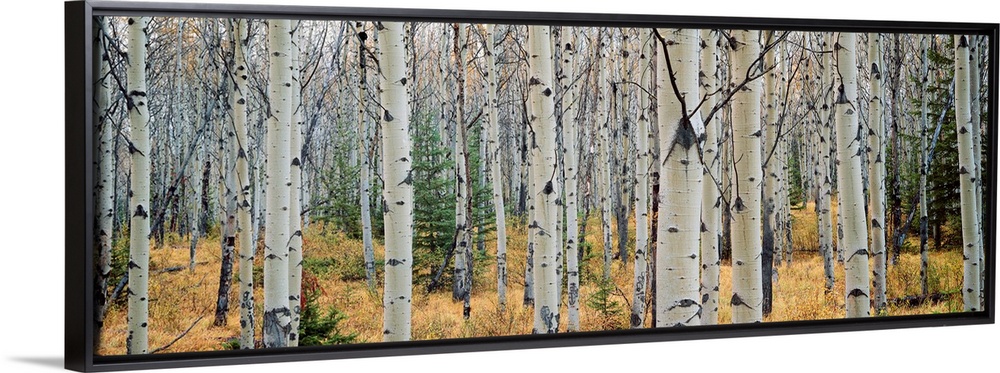 This wall art is a panoramic photograph of a forest of white barked trees growing in the Canadian Rockieso wilderness.