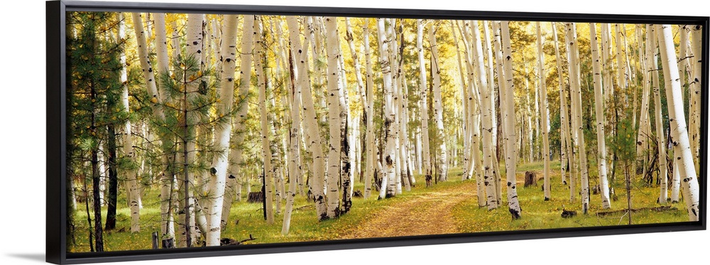 This panoramic photograph shows a path through a forest lined with trees.