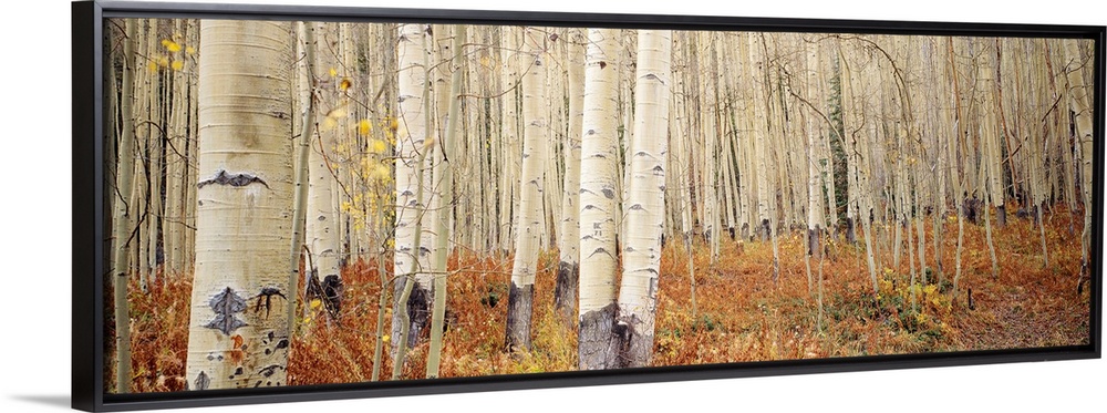 Landscape, large wall picture of a dense forest of white aspen trees in Aspen, Colorado.
