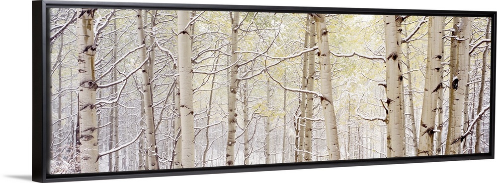 A wide landscape photograph of snow in a forest of aspen trees. The neutral color palette of the photo is contrasted by th...