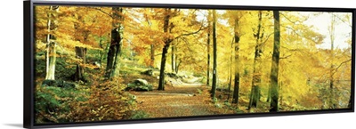 Autumn Forest Germany