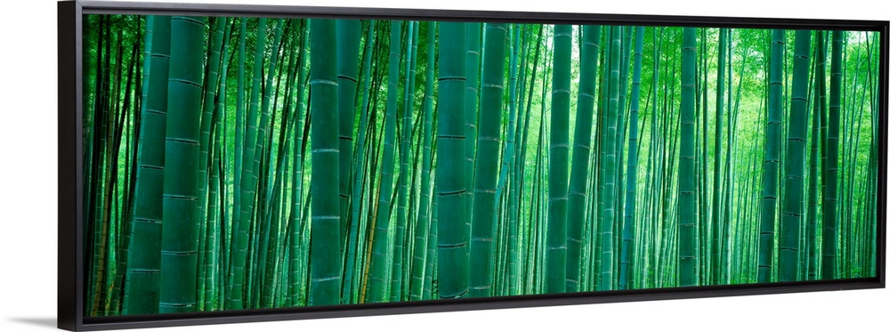 Panoramic wall art of vertical stalks of bamboo in a shaded forest.