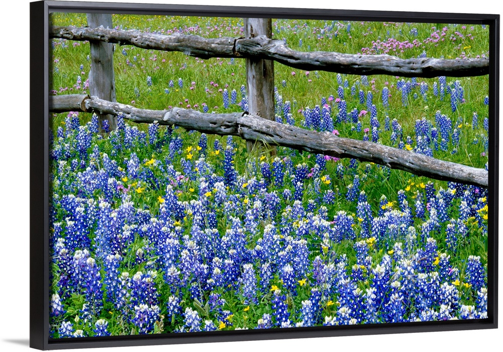 This wall art for the home or office is a landscape photograph of the bottom of the fence in a field of wild flowers.
