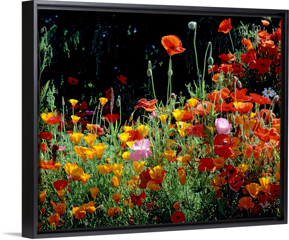 Close up photograph of poppies growing on the west coast.