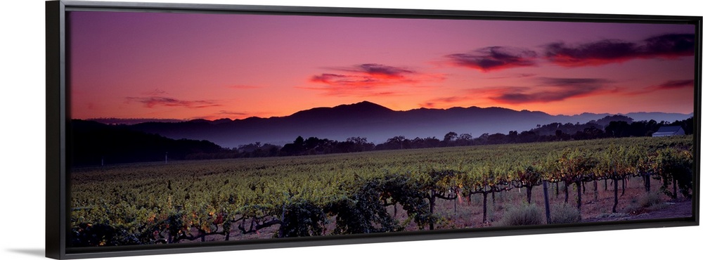Panoramic photograph of a vineyard with mountains and a sunset in the background.