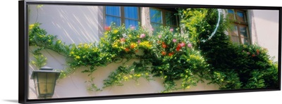 Creeper on the window of a house, Rothenburg, Ansbach, Bavaria, Germany