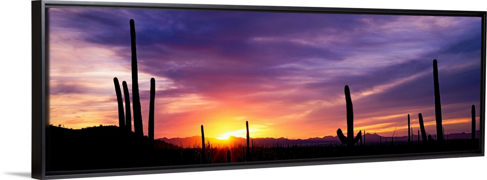 Panoramic photograph shows a bare wilderness filled with the silhouettes of scattered cactus plants.  The vibrant glow of ...