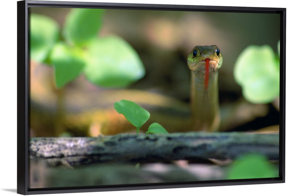 Eastern garter snake (Thamnophis sirtalis-sirtalis) in underbrush, selective focus portrait, New York