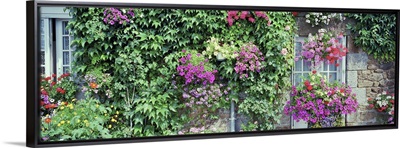 Europe, France, Pontorson, Wall covered with flowers