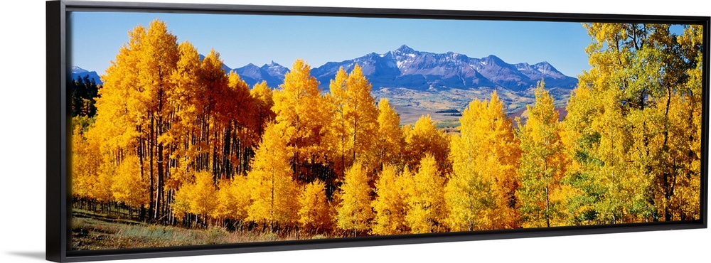 Panoramic photograph shows a brightly colored dense woodland with a backdrop of a large mountain range in the far distance.