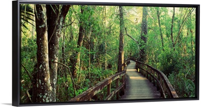 Florida, Fakahatchee Strand State Preserve, Boardwalk at Big Cypress Bend