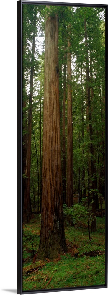 Vertical photograph on a big canvas of tall redwood trees surrounded by green foliage in the Giants Redwood National Park ...