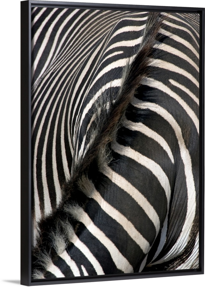Grevey's Zebra Stripes and Mane