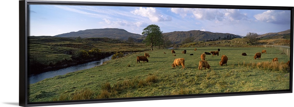 Herd of Highland cattle grazing in a field, Loch Aline, Highlands Region, Scotland