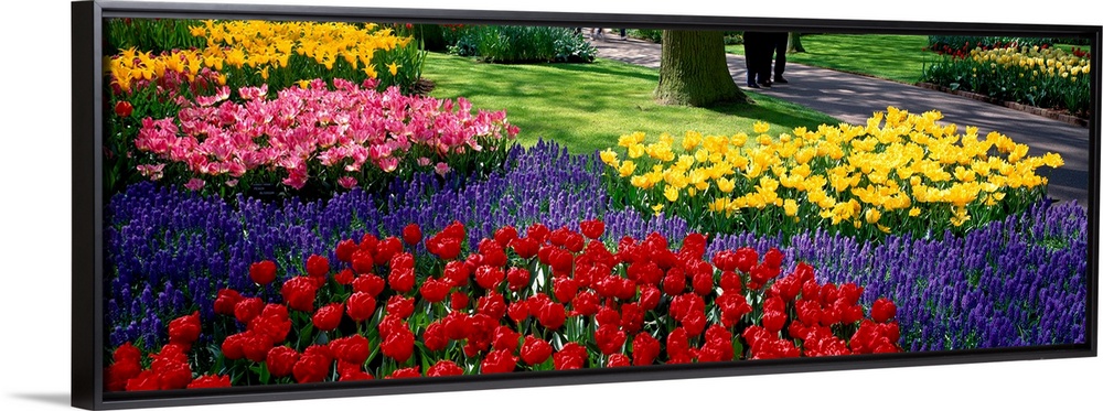 Panoramic photograph displays various groups of vibrantly colored flowers as they sit near the edge of a walking path in W...