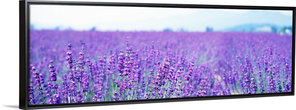 Large panoramic photo on canvas of a field of lavender flowers with a mountain in the background.