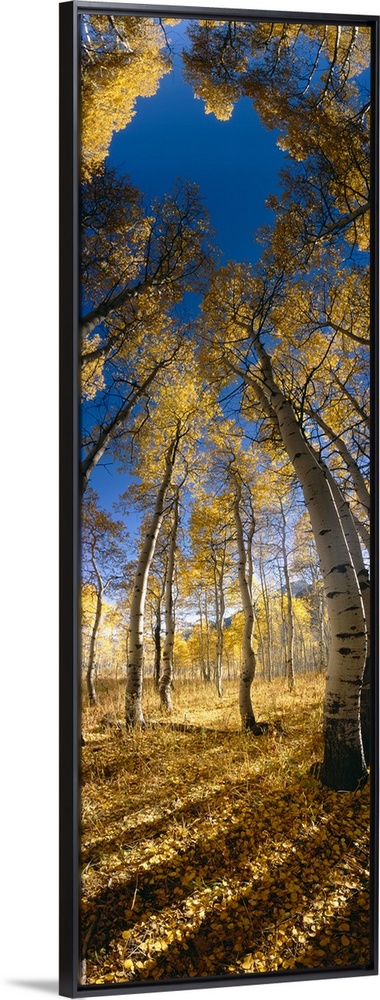 Distorted low angle picture taken looking up at tall aspen trees during the autumn season.