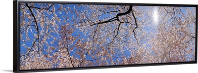 Low angle view of Cherry Blossom trees, Washington DC