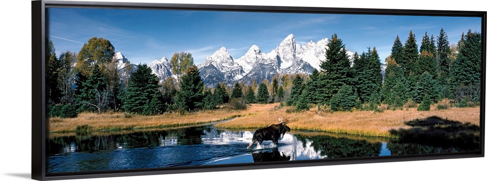 A panoramic canvas of a moose wadding through a pond in Wyoming with the famous peaks of the Teton Range in the background.