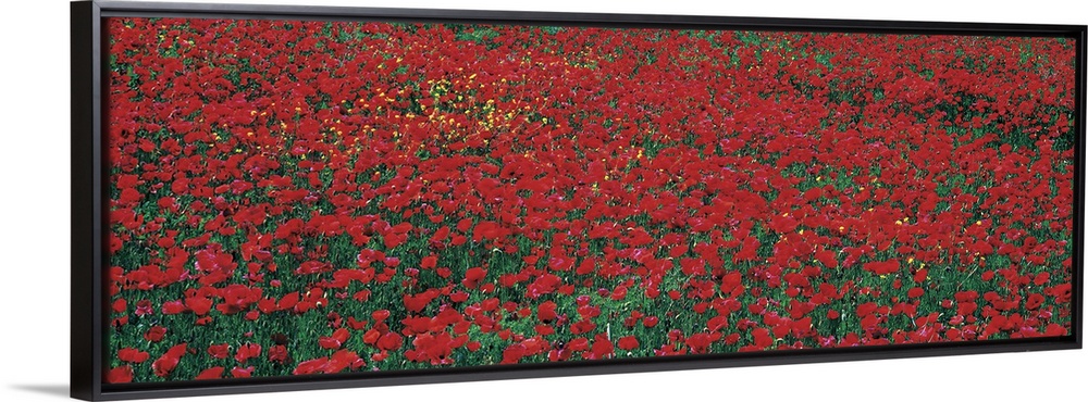 Huge panotamic photo of a large poppy field in Tuscany, Italy. Poppy field takes up the entire canvas.