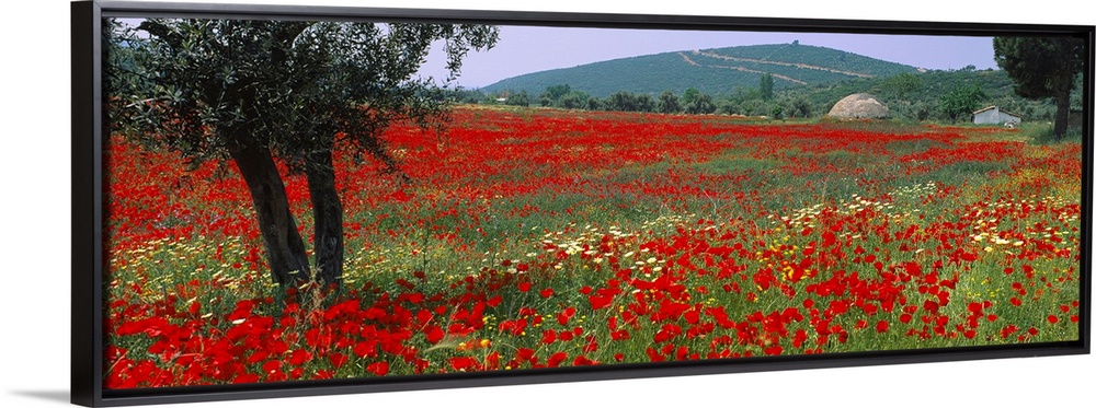 A field amongst hills in an arid climate wildflowers bloom in the grass on this panoramic wall art for the home or office.
