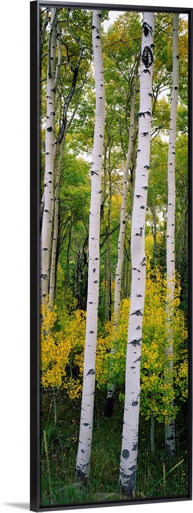 Panoramic photograph shows a dense forest filled with aspen trees within the Rocky Mountains.