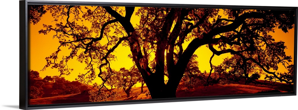 A dramatic panoramic photo where the twisting branches of an ancient tree are juxtaposed against a sky at sunset.