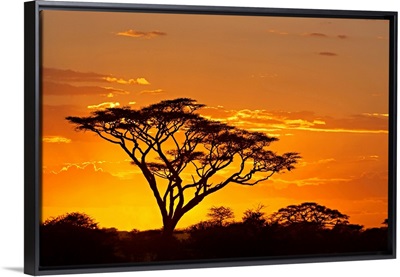 Silhouette of trees in a field, Ngorongoro Conservation Area, Arusha Region, Tanzania